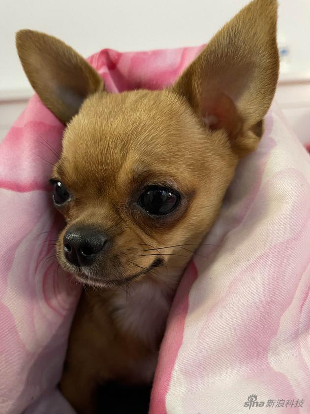 一张Deep fusion照片(因网页图片压缩 细节有所丢失)