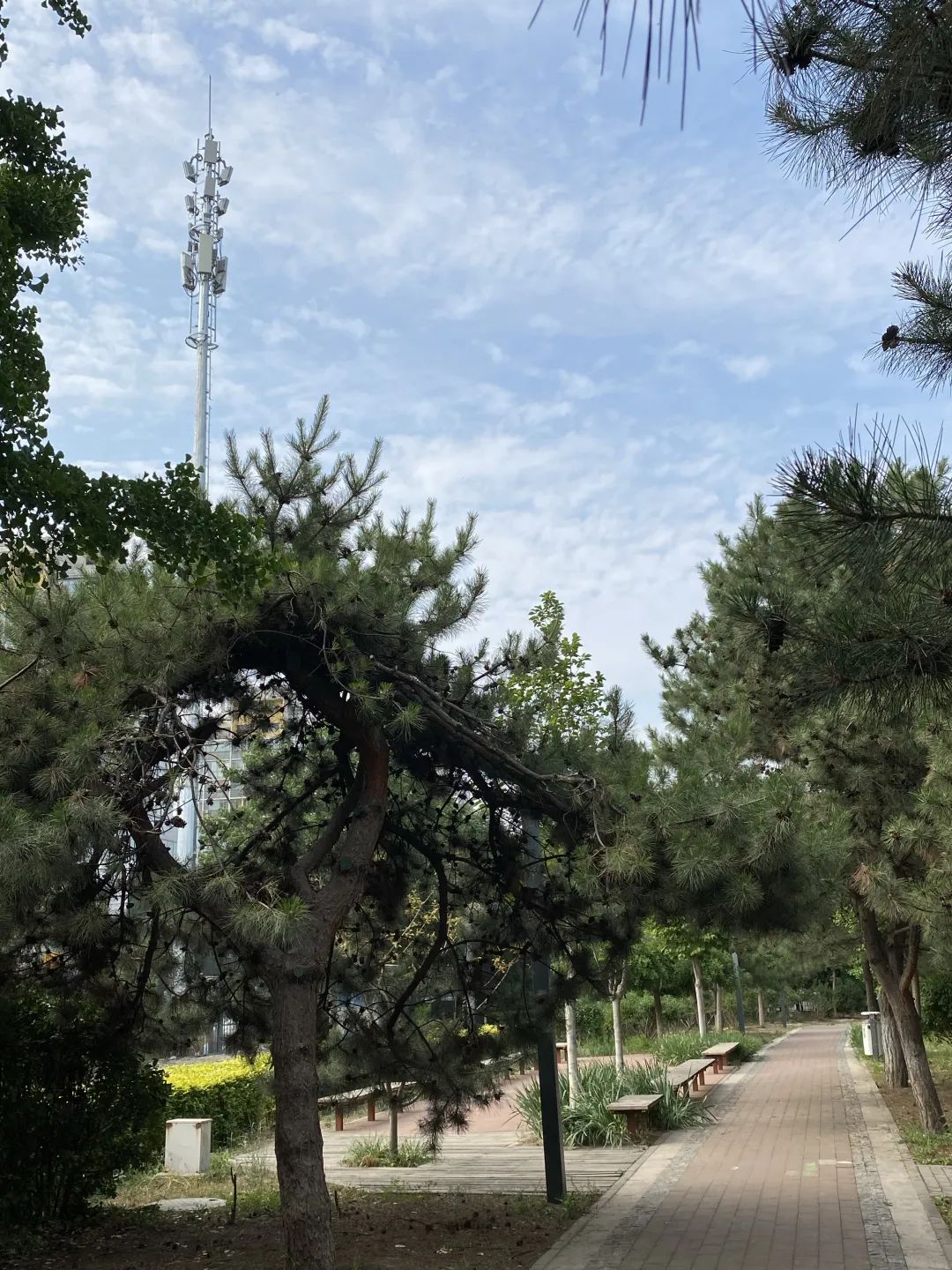 传输速率翻倍！圆明园实现5G高速覆盖 - 北京